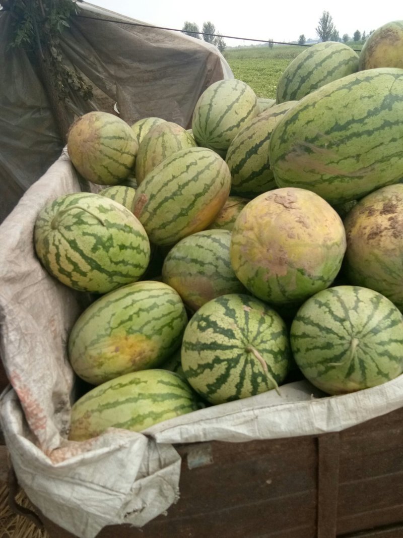 西瓜10斤打底9成熟1茬品质好量大可调车，诚信为本