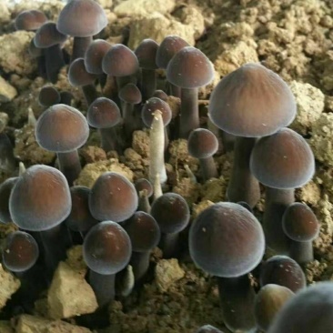 鸡枞菌包2.2斤