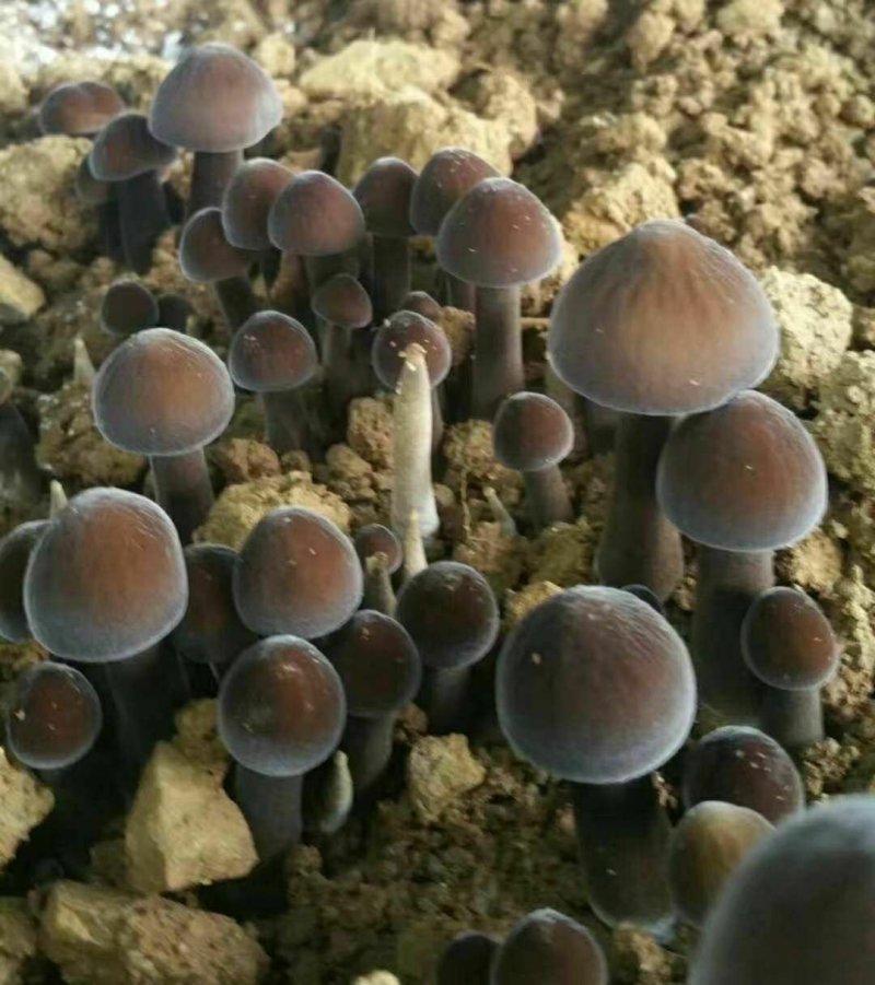 鸡枞菌包2.2斤