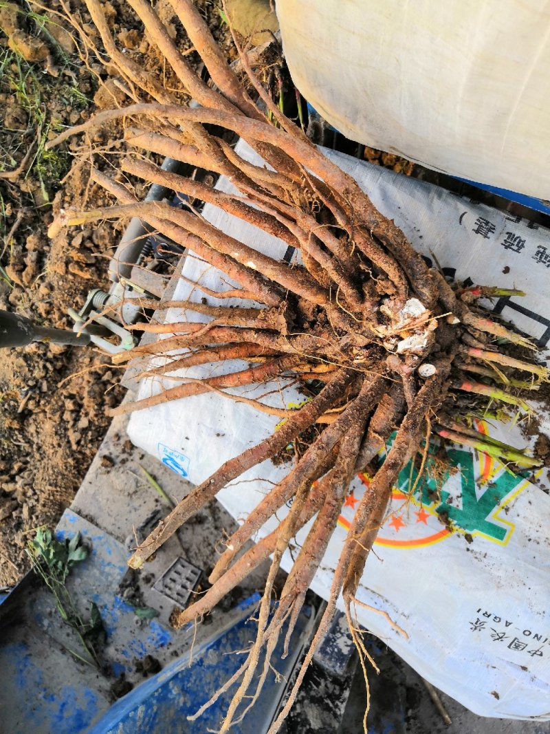 地产药材白芍芽，白芍芽头，保质保量，包销售，