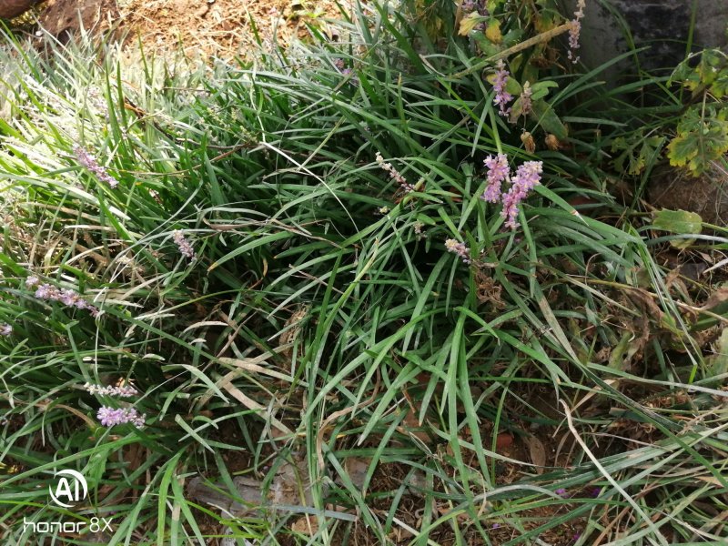 麦冬草花苗，金边麦冬草。