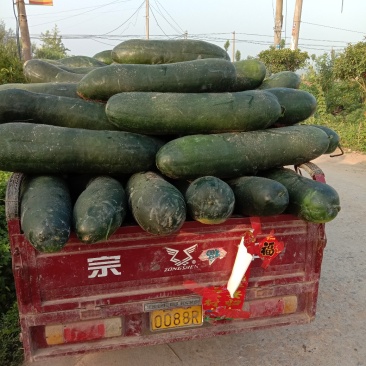 冬瓜