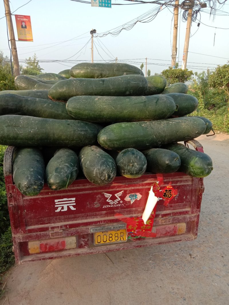 冬瓜
