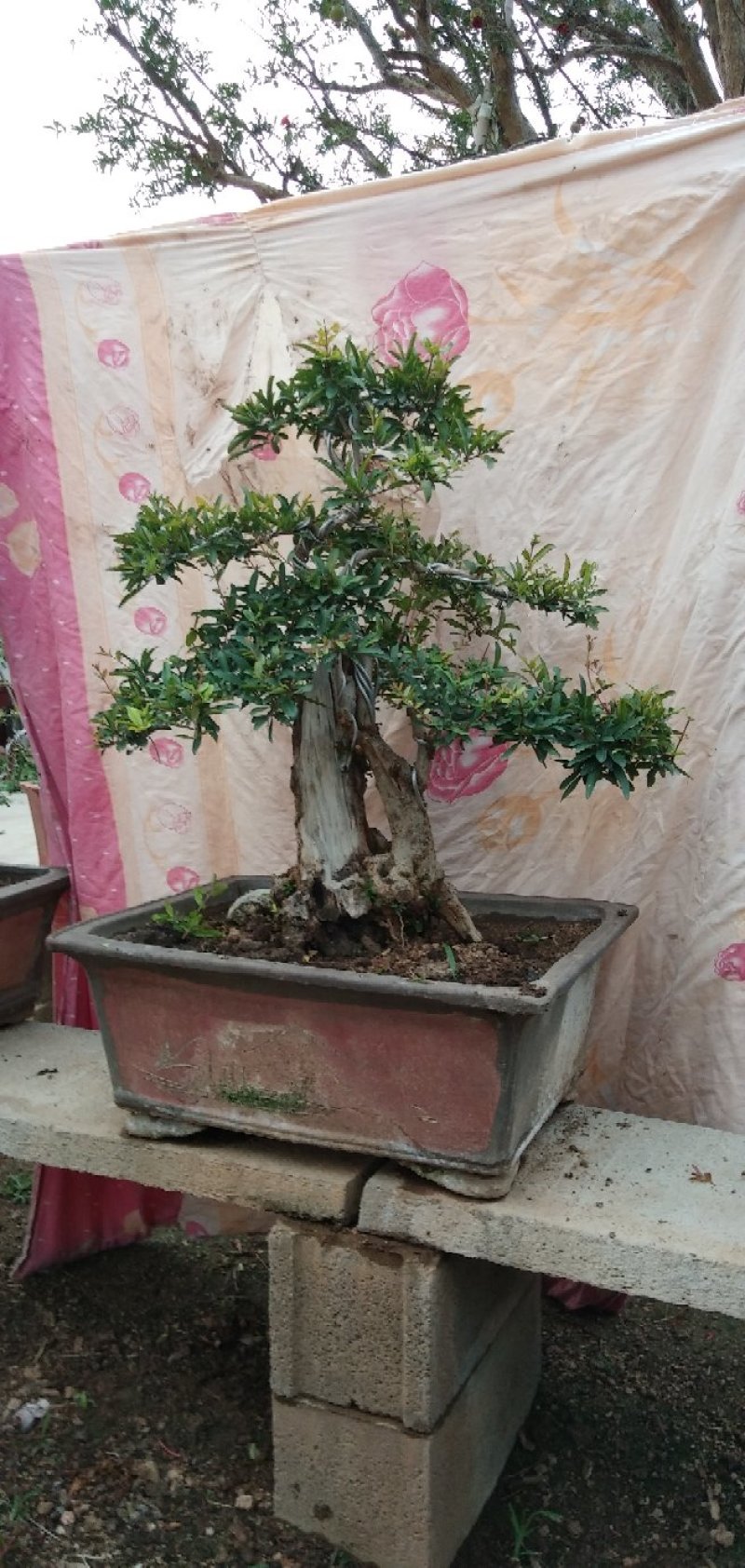 石榴老桩盆景批发