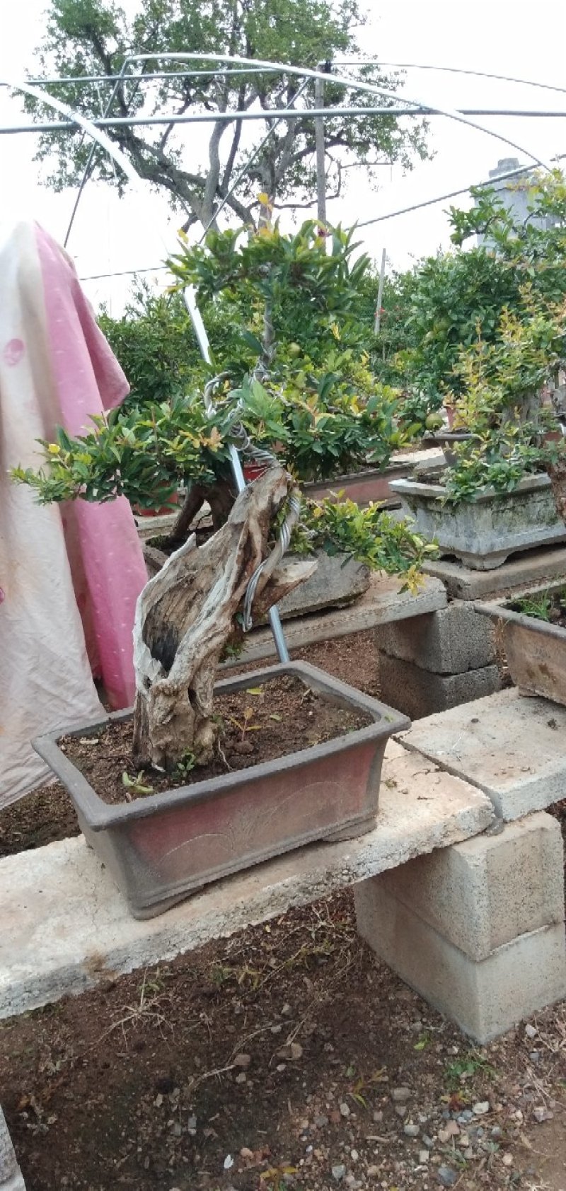 石榴老桩盆景批发