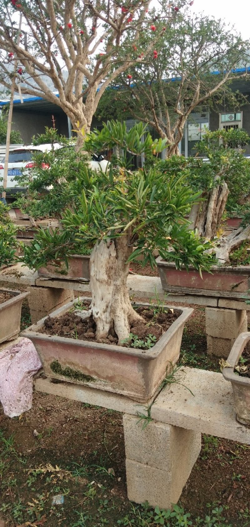 石榴老桩盆景批发