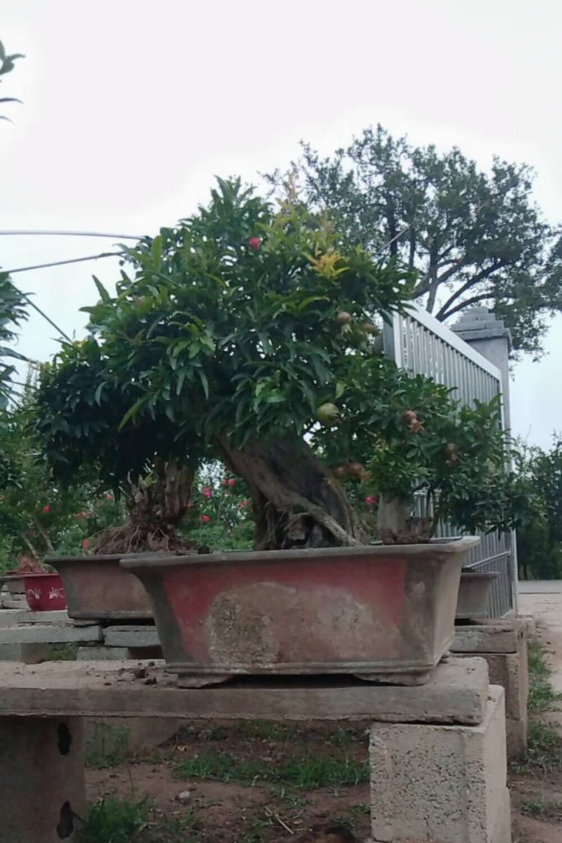 石榴老桩盆景批发