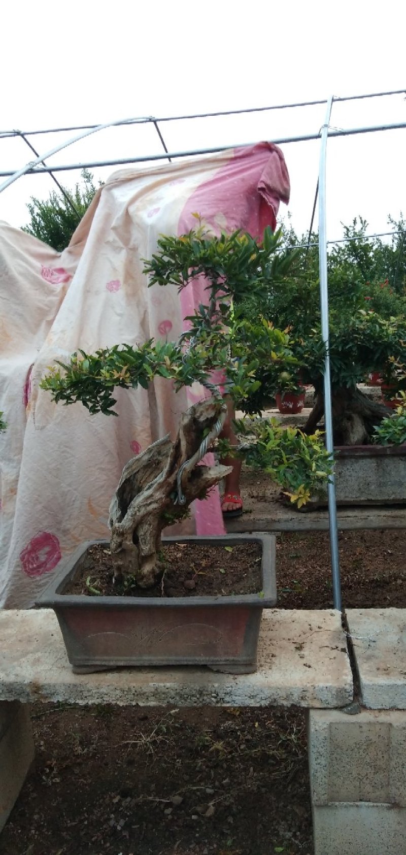 石榴老桩盆景批发