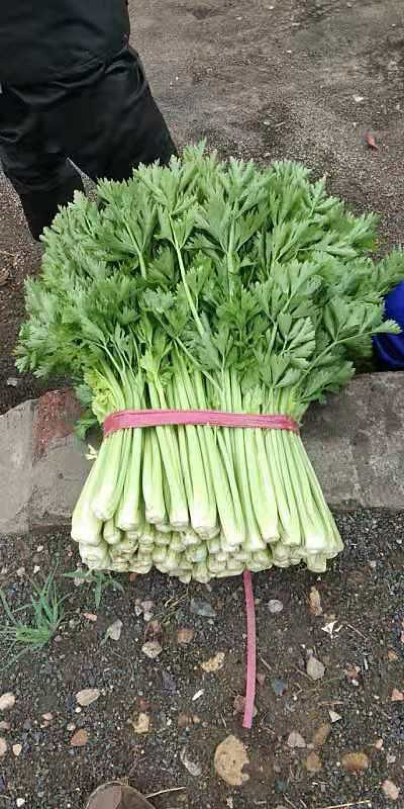 【实力商家】产地直发【诚实守信】保质保量【精品芹菜】芹菜