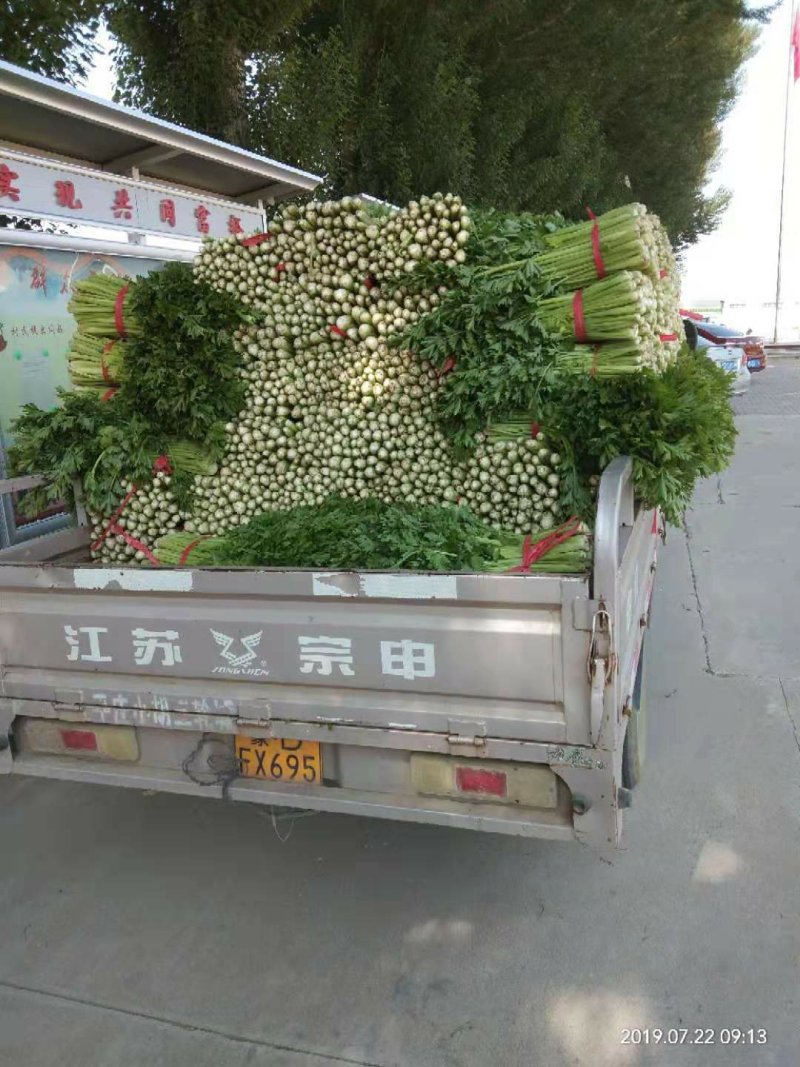 【实力商家】产地直发【诚实守信】保质保量【精品芹菜】芹菜