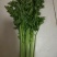 【实力商家】产地直发【诚实守信】保质保量【精品芹菜】芹菜
