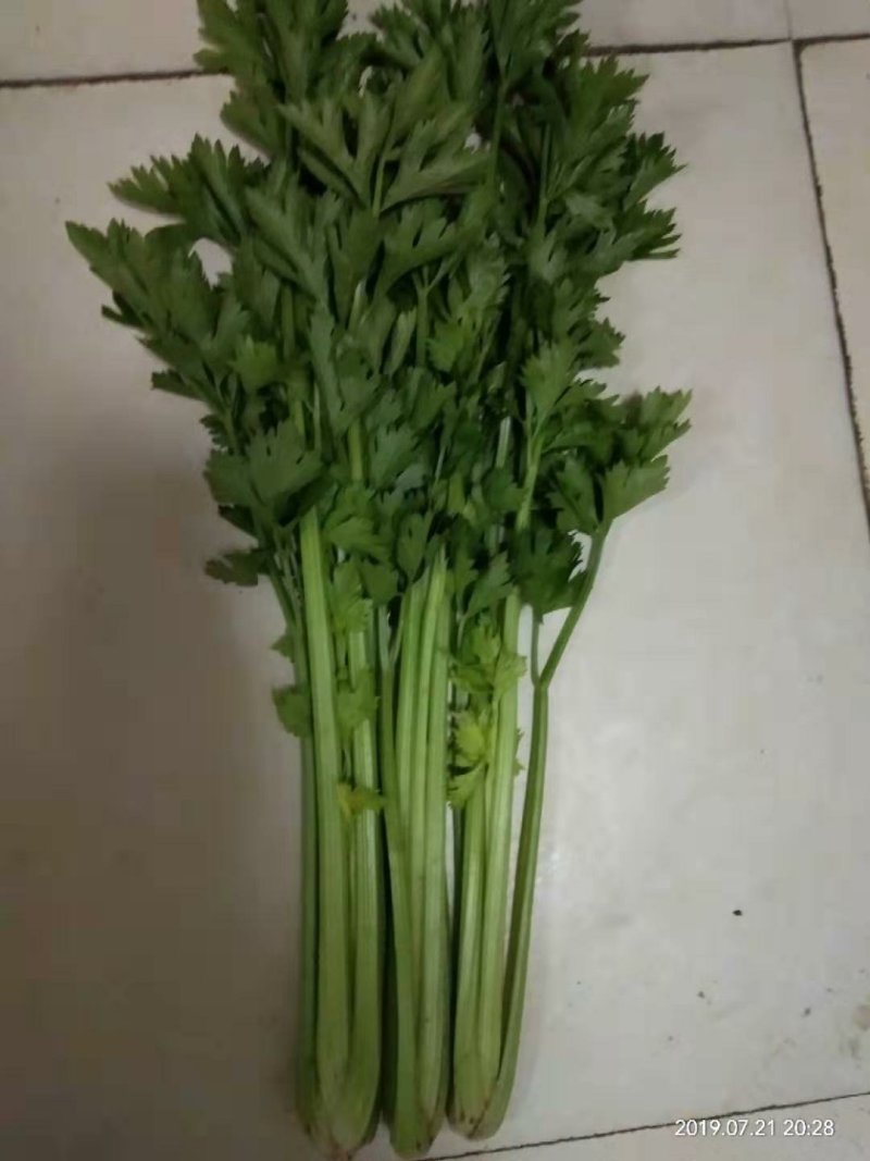 【实力商家】产地直发【诚实守信】保质保量【精品芹菜】芹菜