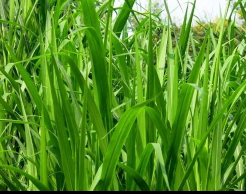 狼尾草种子，杂交狼尾草种子耐寒耐盐碱品种牧草种子