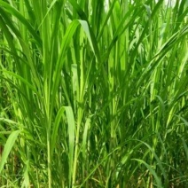 狼尾草种子，杂交狼尾草种子耐寒耐盐碱品种牧草种子