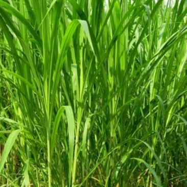 狼尾草种子，杂交狼尾草种子耐寒耐盐碱品种牧草种子