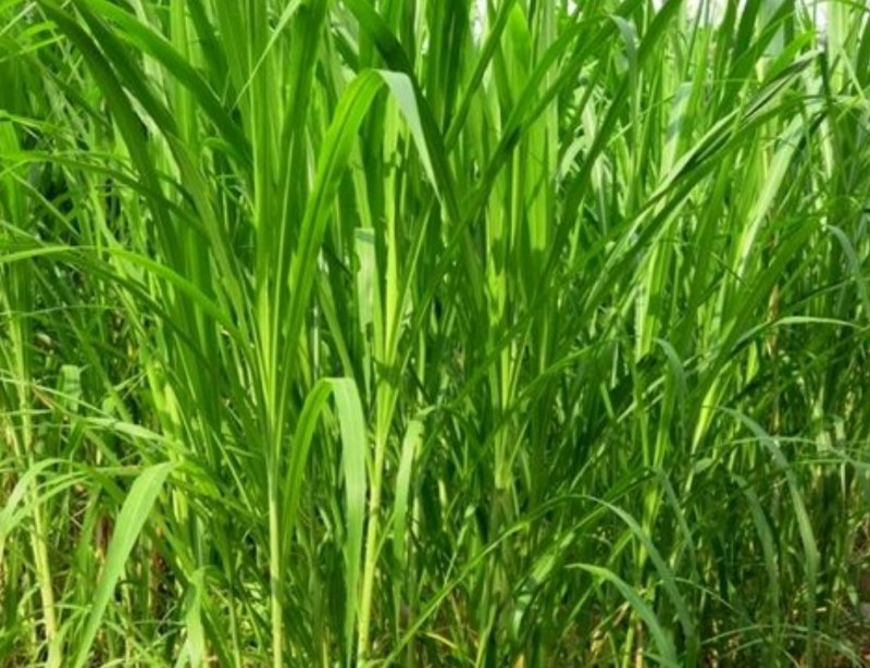 狼尾草种子，杂交狼尾草种子耐寒耐盐碱品种牧草种子