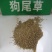 狼尾草种子，杂交狼尾草种子耐寒耐盐碱品种牧草种子