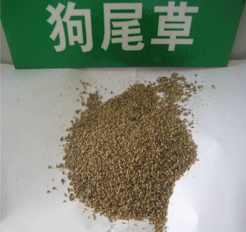 狼尾草种子，杂交狼尾草种子耐寒耐盐碱品种牧草种子