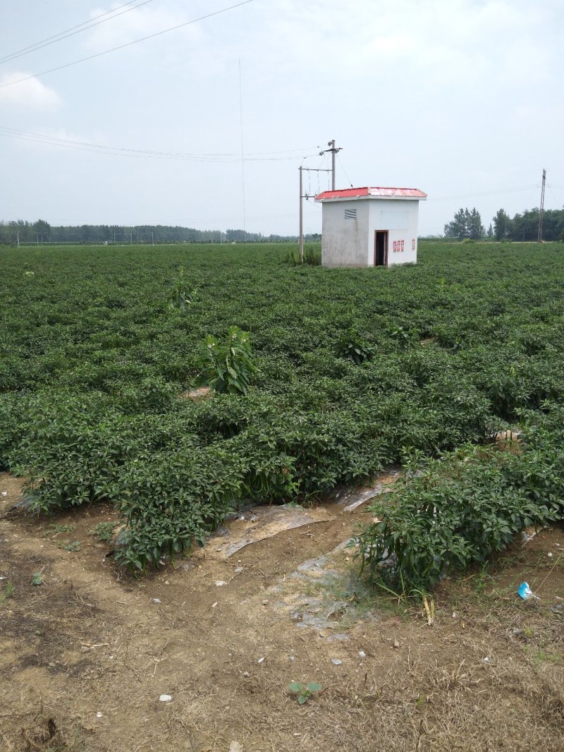 南阳新野线椒上市，质优价廉，3号线椒，7号线椒提供分拣