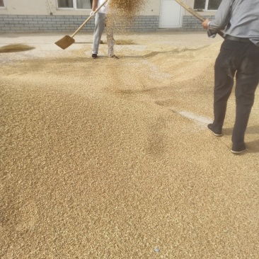 合作社直发小麦今年新小麦，河套平原优质小麦，