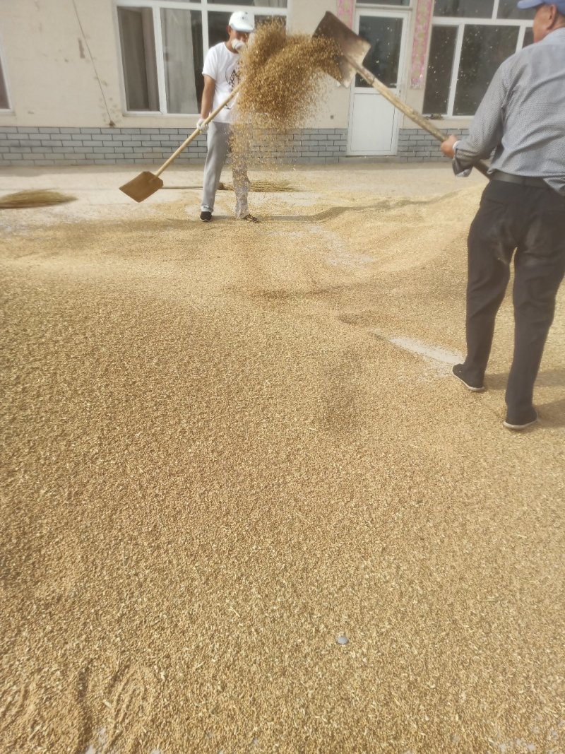 合作社直发小麦今年新小麦，河套平原优质小麦，