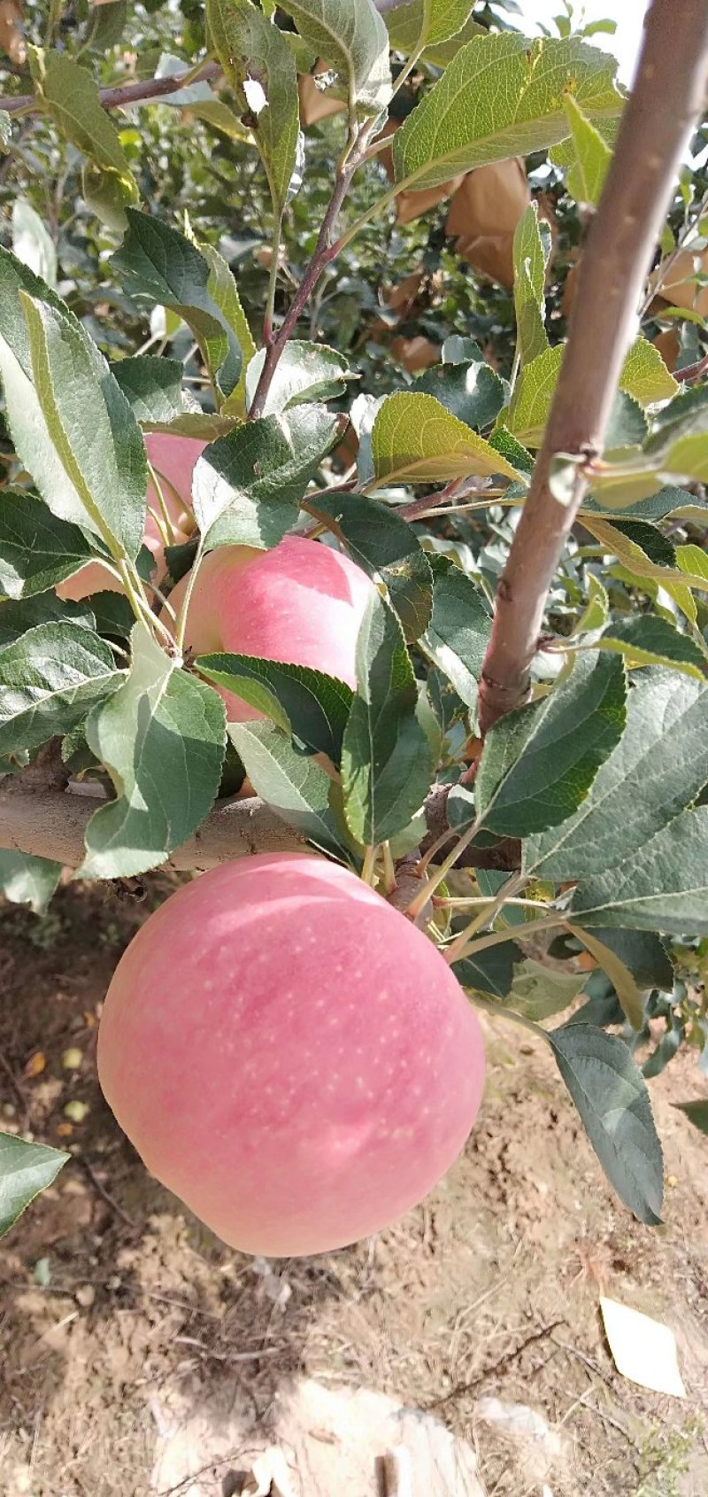 陕西礼泉优质早熟苹果，纸代嘎啦苹果大量上市，