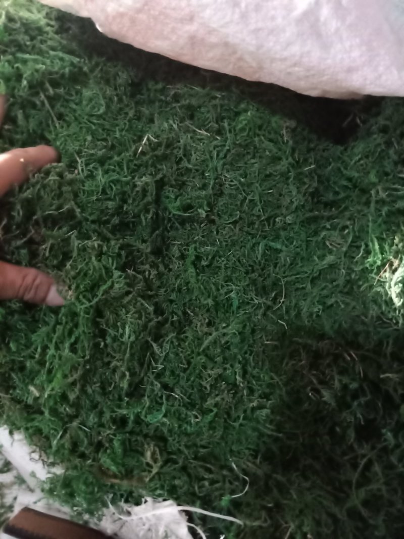一级水苔，青苔