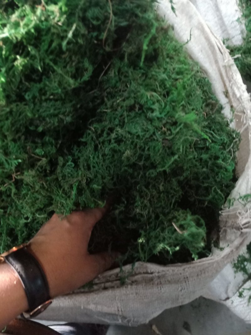 一级水苔，青苔