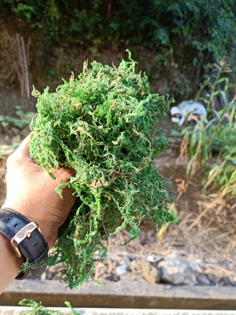 一级水苔，青苔