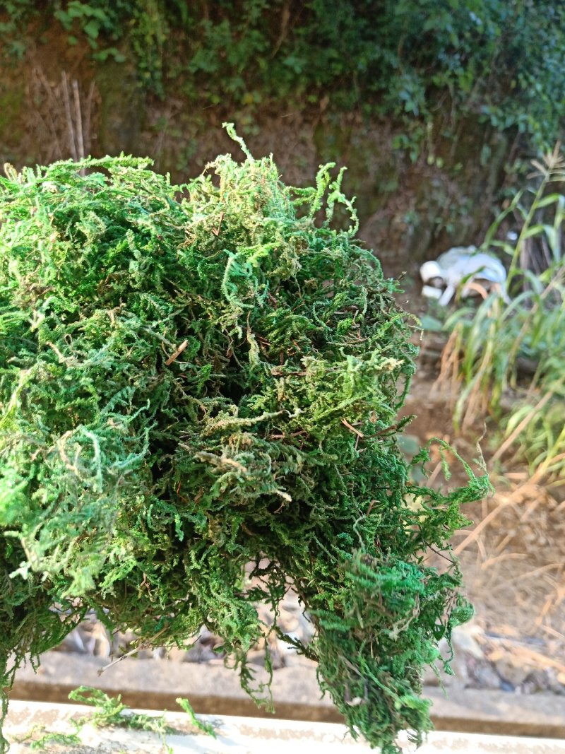 一级水苔，青苔
