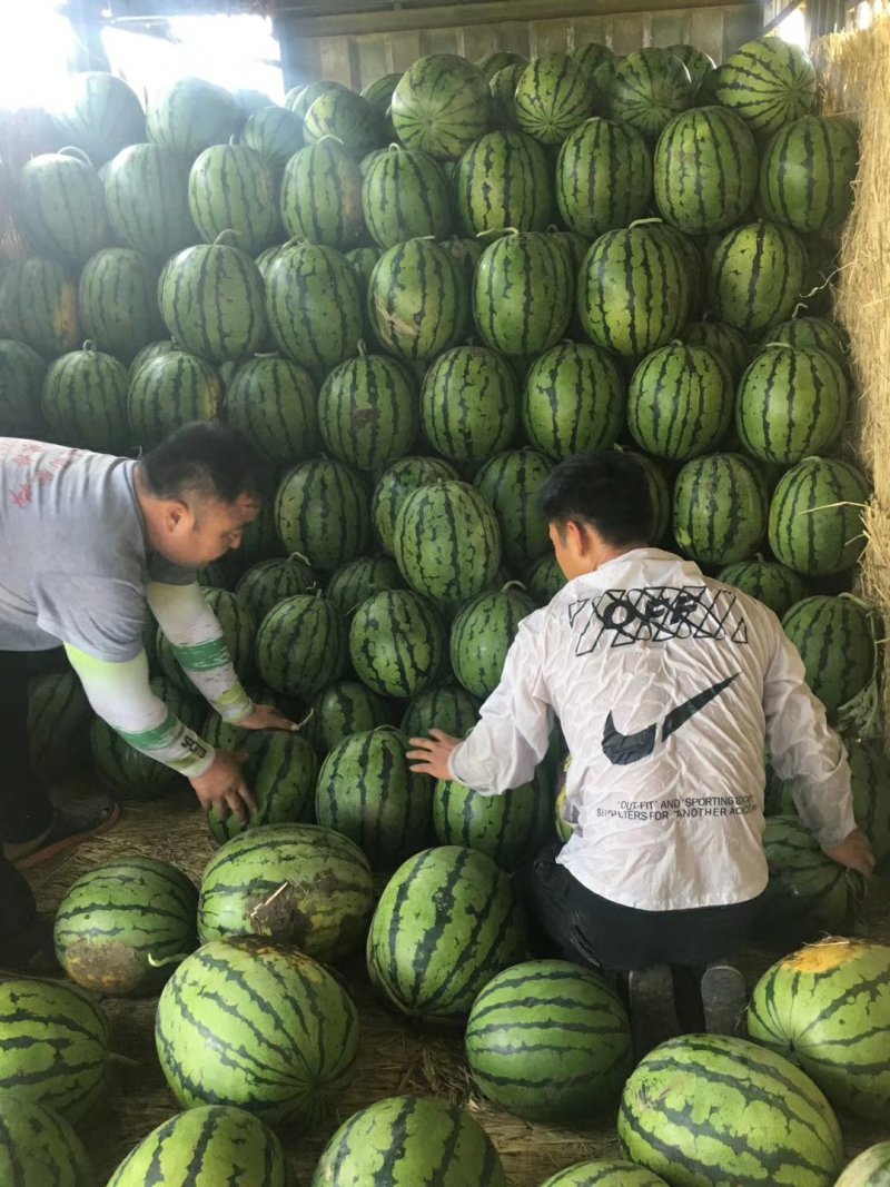 〔热卖〕吉林圆瓜京欣西瓜量大质优瓜漏，二茬瓜诚信代