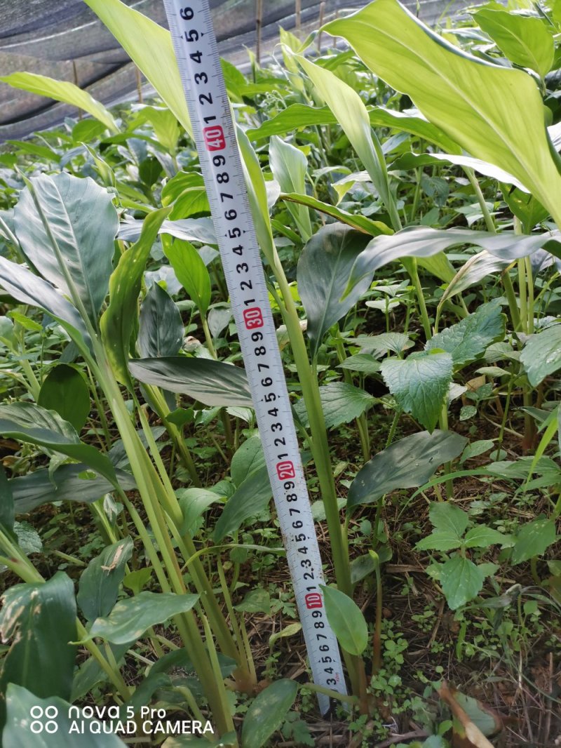 马关草果苗出售