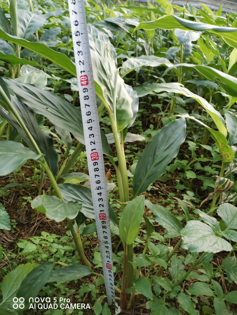 马关草果苗出售