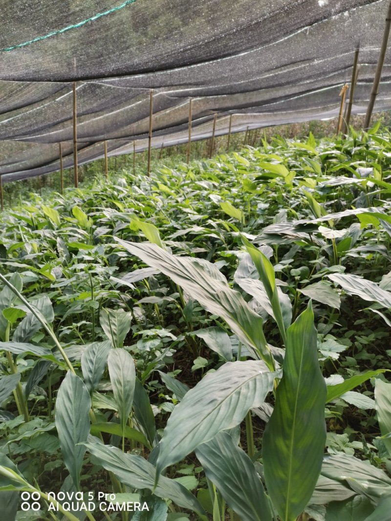 马关草果苗出售