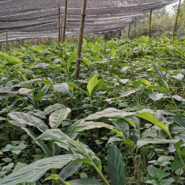 马关草果苗出售
