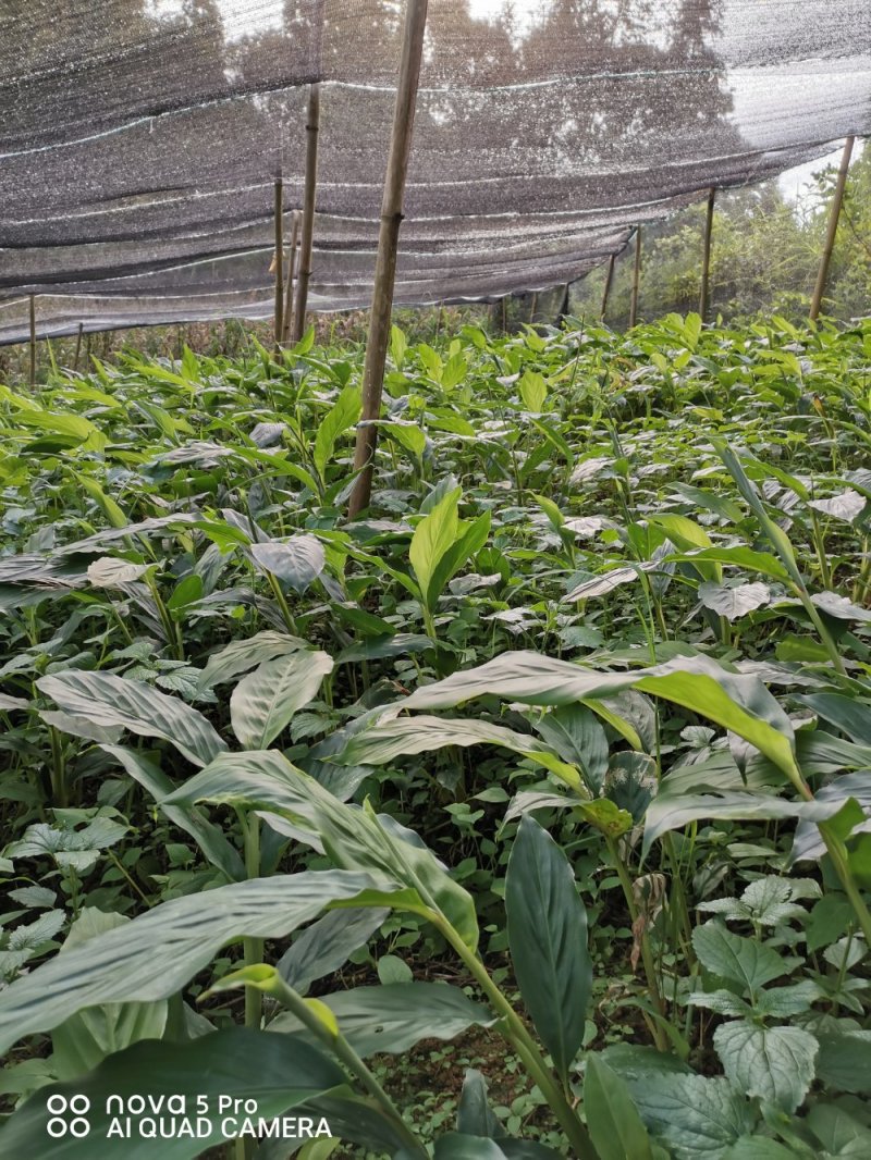 马关草果苗出售