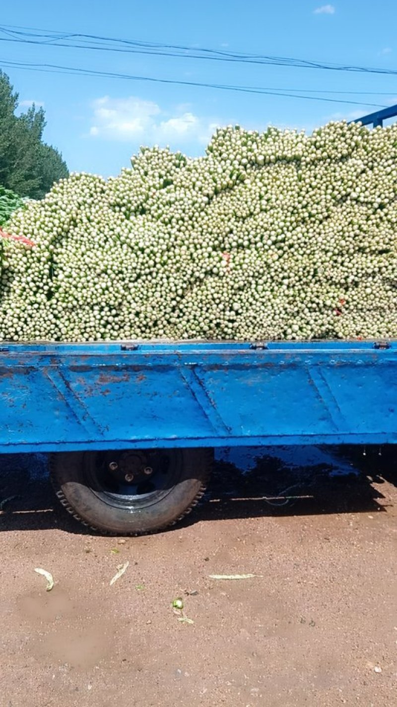 润丰蔬菜货站