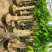 观叶植物发财树基地直发量大从优/欢迎下单咨询