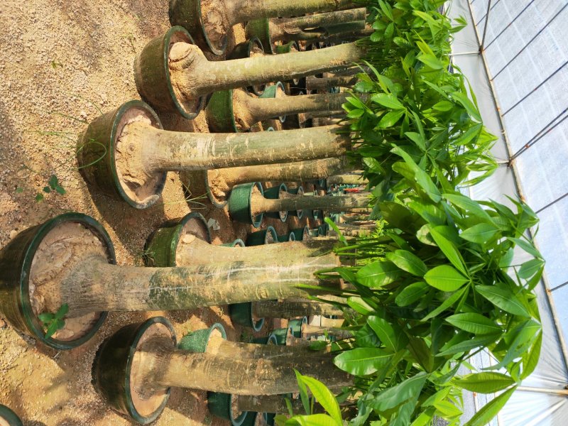 观叶植物发财树基地直发量大从优/欢迎下单咨询