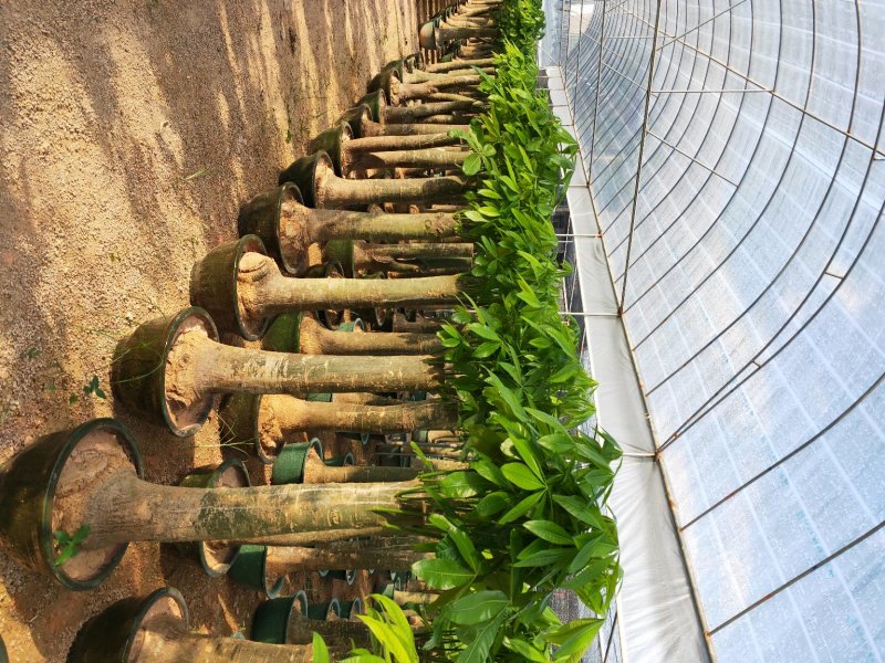 观叶植物发财树基地直发量大从优/欢迎下单咨询