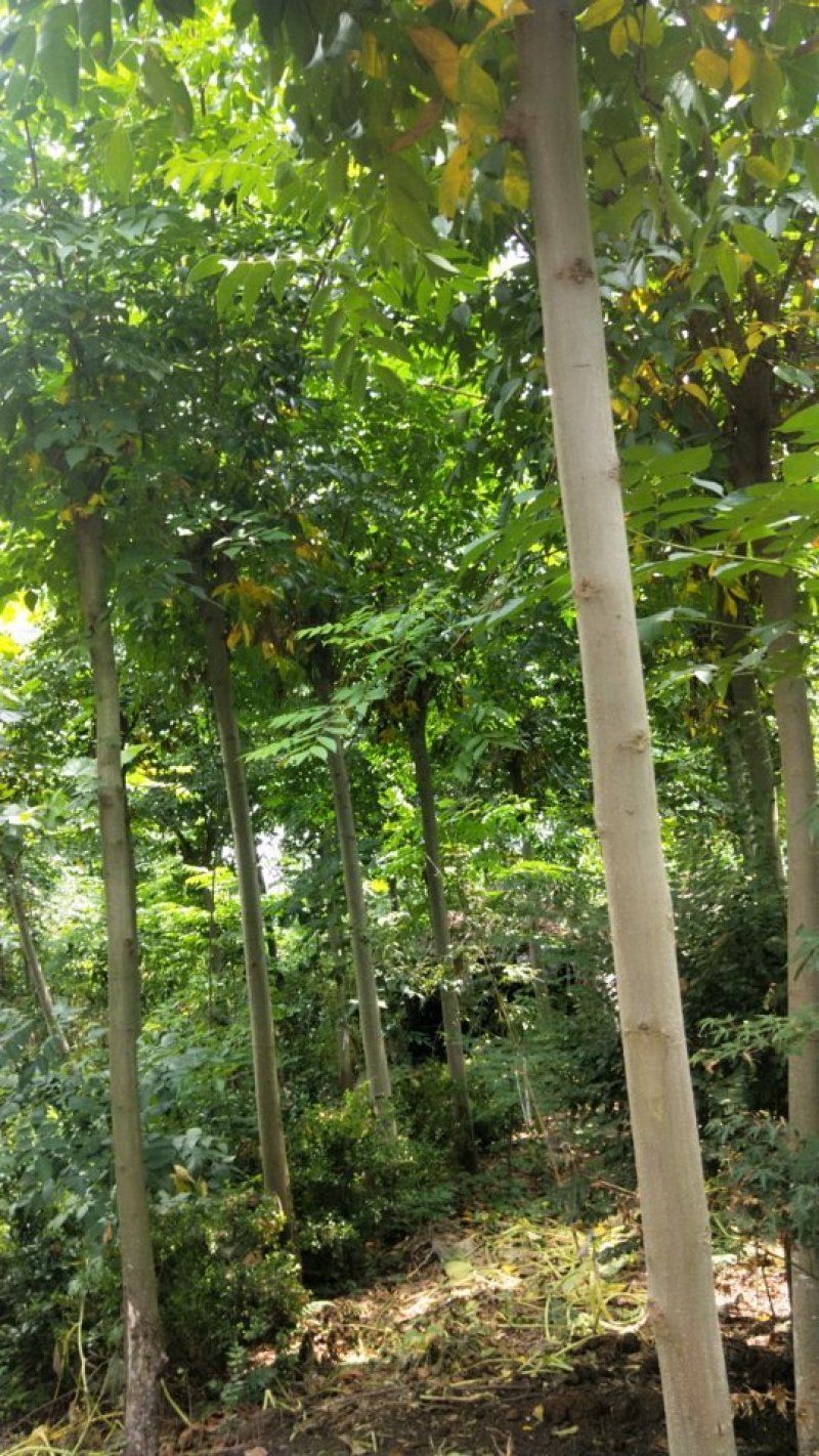 栾树风景绿化