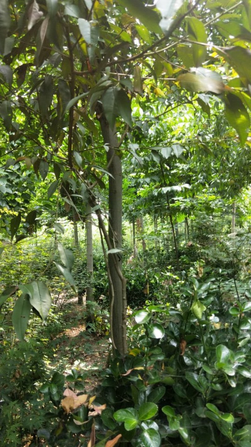 栾树风景绿化