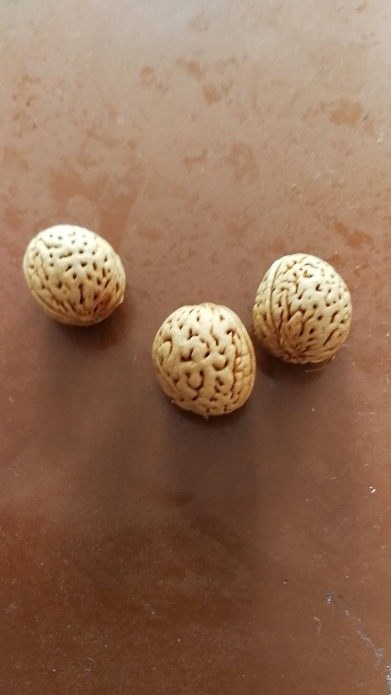 山毛桃核
