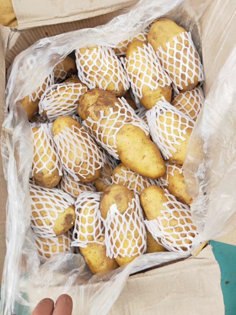 荷兰十五冷库土豆，颜色亮，薯型好看，需要的可以联系