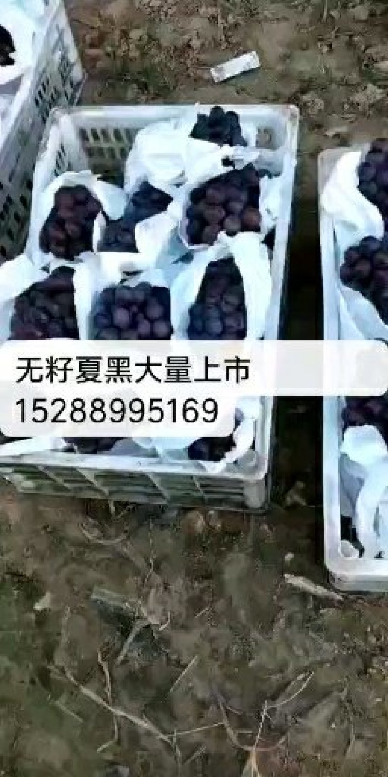无籽夏黑葡萄大量成熟上市