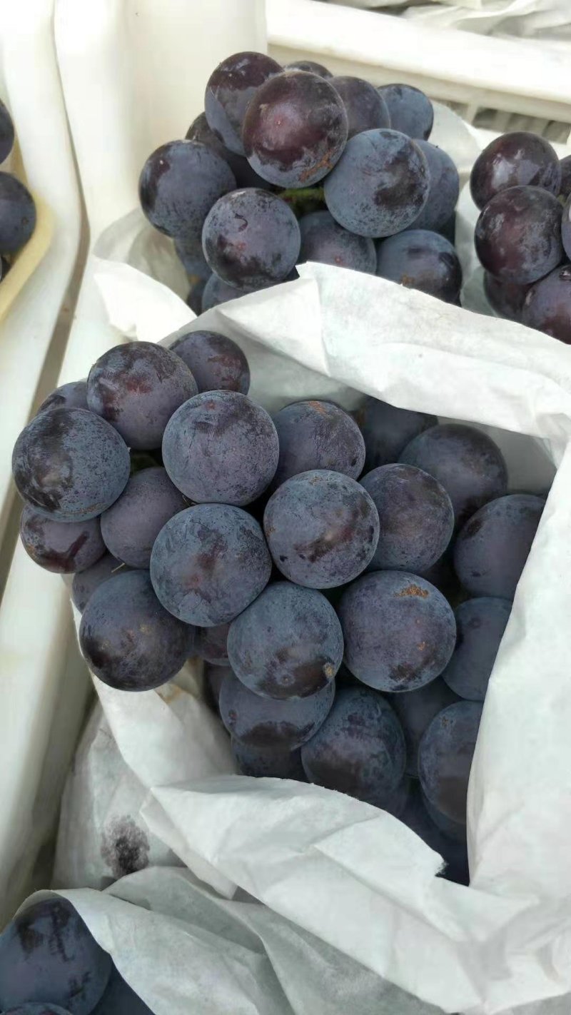 无籽夏黑葡萄大量成熟上市