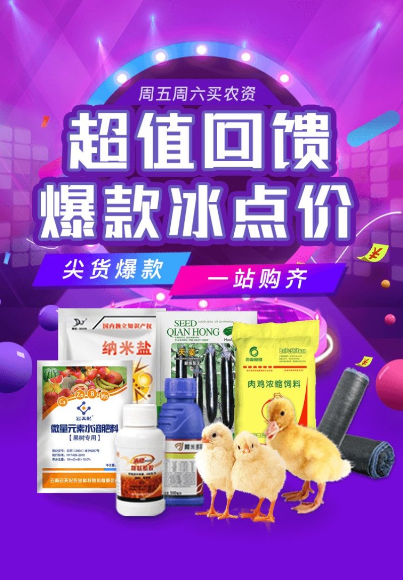无籽夏黑葡萄大量成熟上市