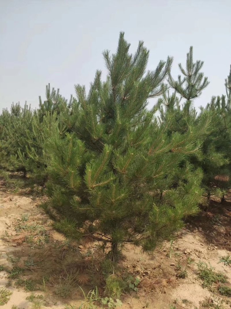 定植油松土球苗，1米到3.5米都有货