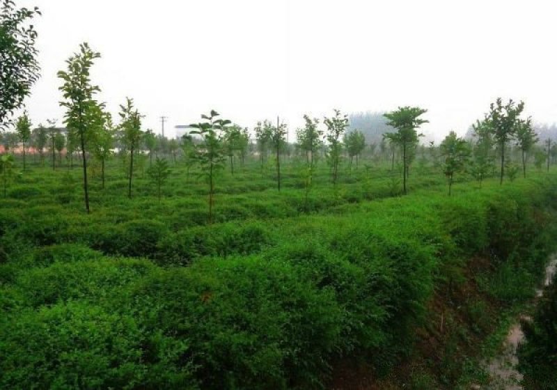 常年批发供应小叶女贞价格优惠苗圃大量出售