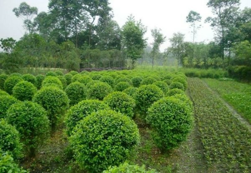 常年批发供应小叶女贞价格优惠苗圃大量出售